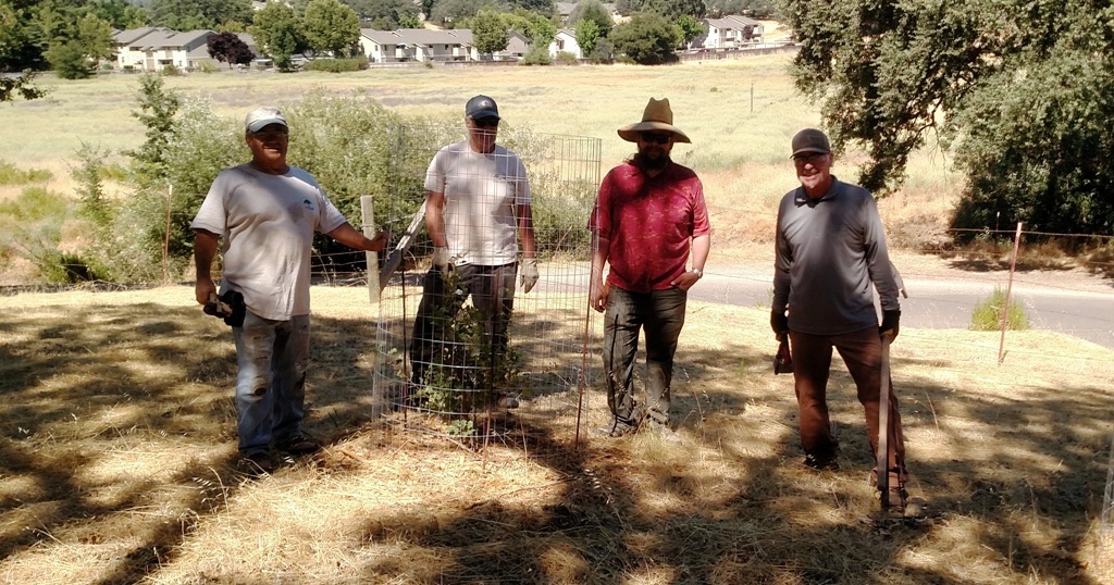 Mike, Dave, Justin and Pat looking over an oak seedling with a new cage.